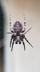 Larinioides sclopetarius