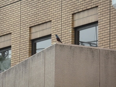 Monticola solitarius