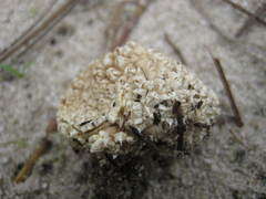Lycoperdon americanum