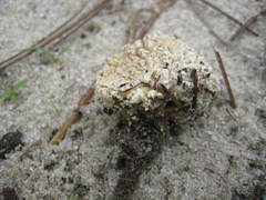Lycoperdon americanum