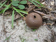Lycoperdon americanum