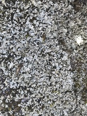 Cladonia petrophila
