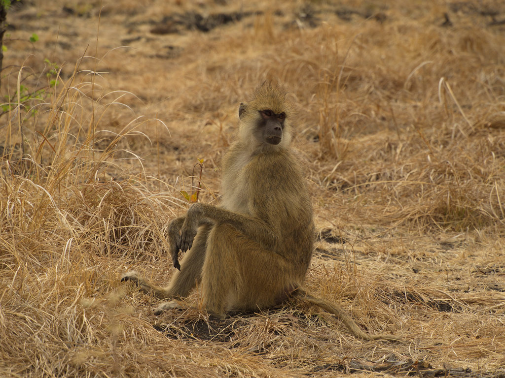 Kinda Baboon
