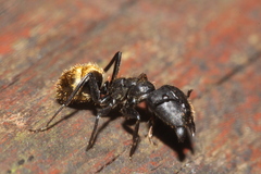 Camponotus chrysurus