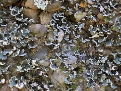 Cladonia petrophila
