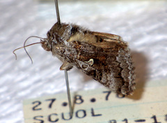 Syngrapha interrogationis