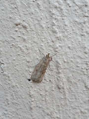 Achyra affinitalis