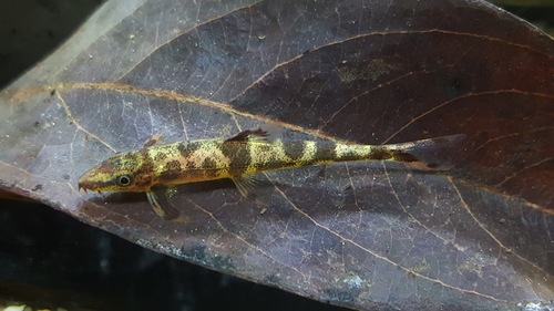 River Loaches (Family Balitoridae) · iNaturalist