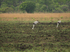Bugeranus carunculatus