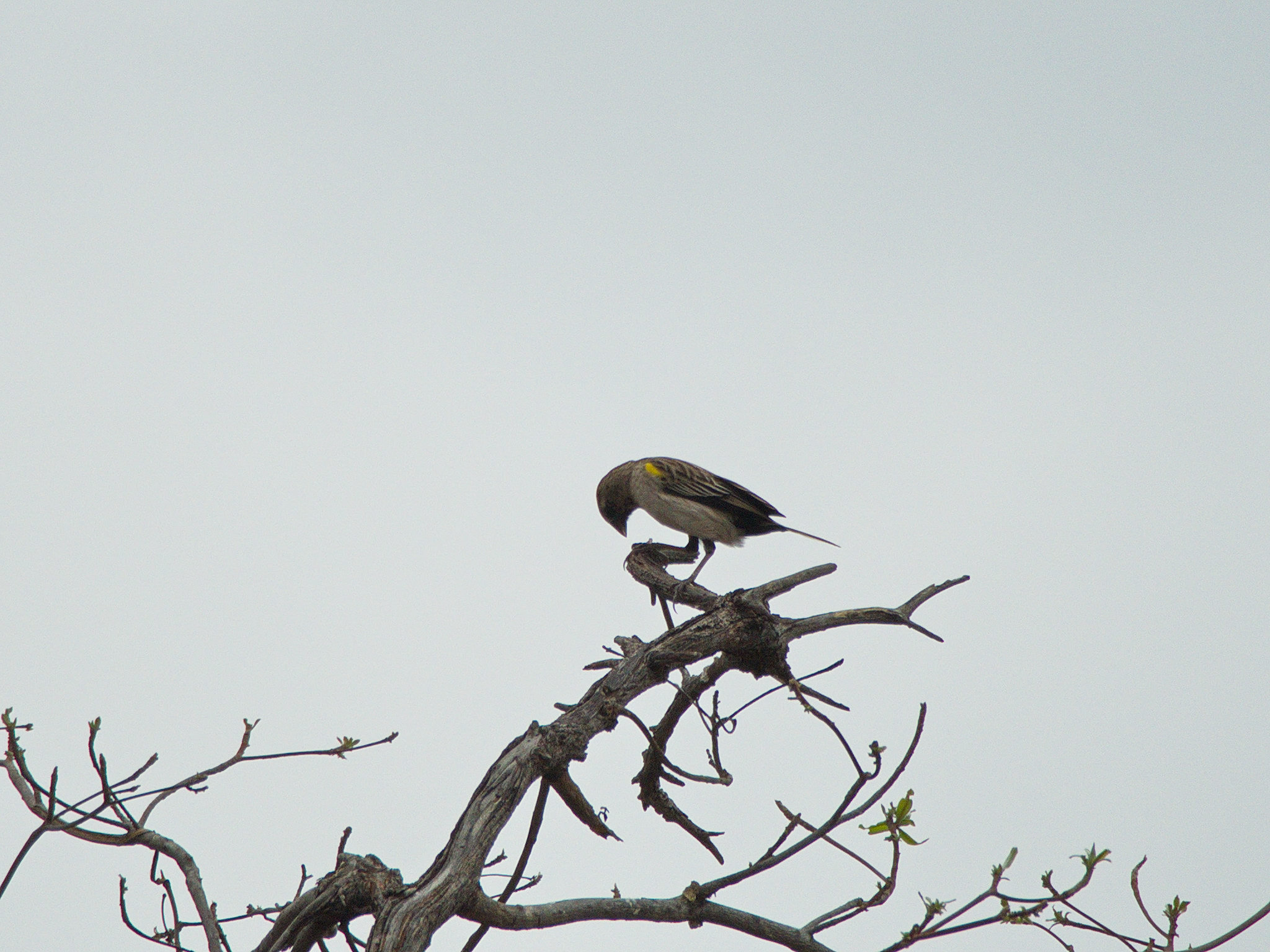 Yellow-mantled Widowbird illustration