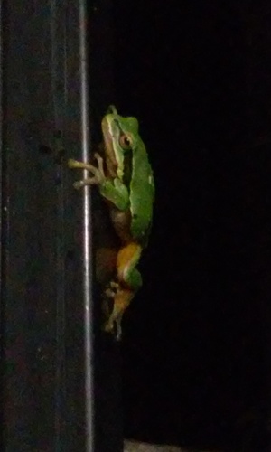 Walker's Tree Frog