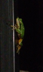 Hyla walkeri