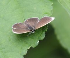 Eicochrysops hippocrates