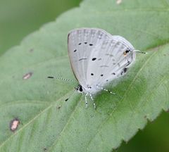 Eicochrysops hippocrates