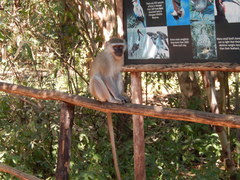 Chlorocebus pygerythrus