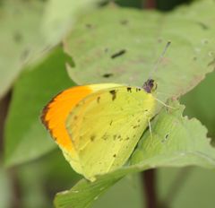 Afrodryas leda