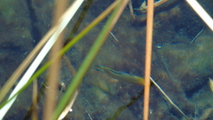 Cyprinodon nevadensis mionectes