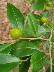 Petalostigma triloculare