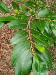 Petalostigma triloculare