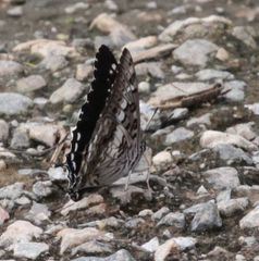 Charaxes achaemenes achaemenes
