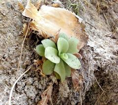 Pinguicula agnata