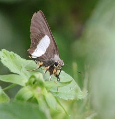 Coeliades forestan forestan