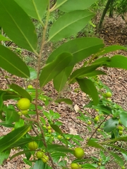 Petalostigma triloculare