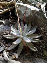Echeveria tolimanensis