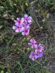 Phlox pilosa