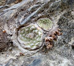 Strombocactus disciformis disciformis