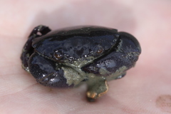 Menippidae