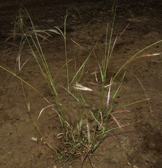 Aristida congesta