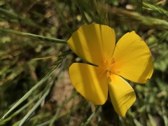 Eschscholzia lobbii