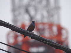 Monticola solitarius