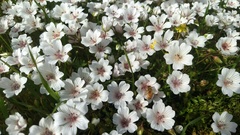 Limnanthes