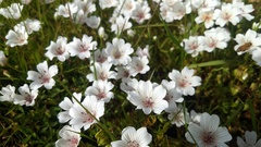 Limnanthes