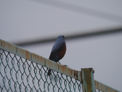 Monticola solitarius