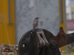 Monticola solitarius