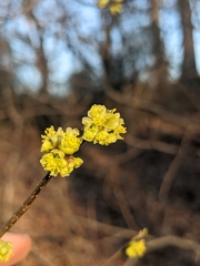 Lindera benzoin