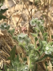 Cryptantha