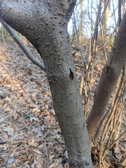 Lindera benzoin