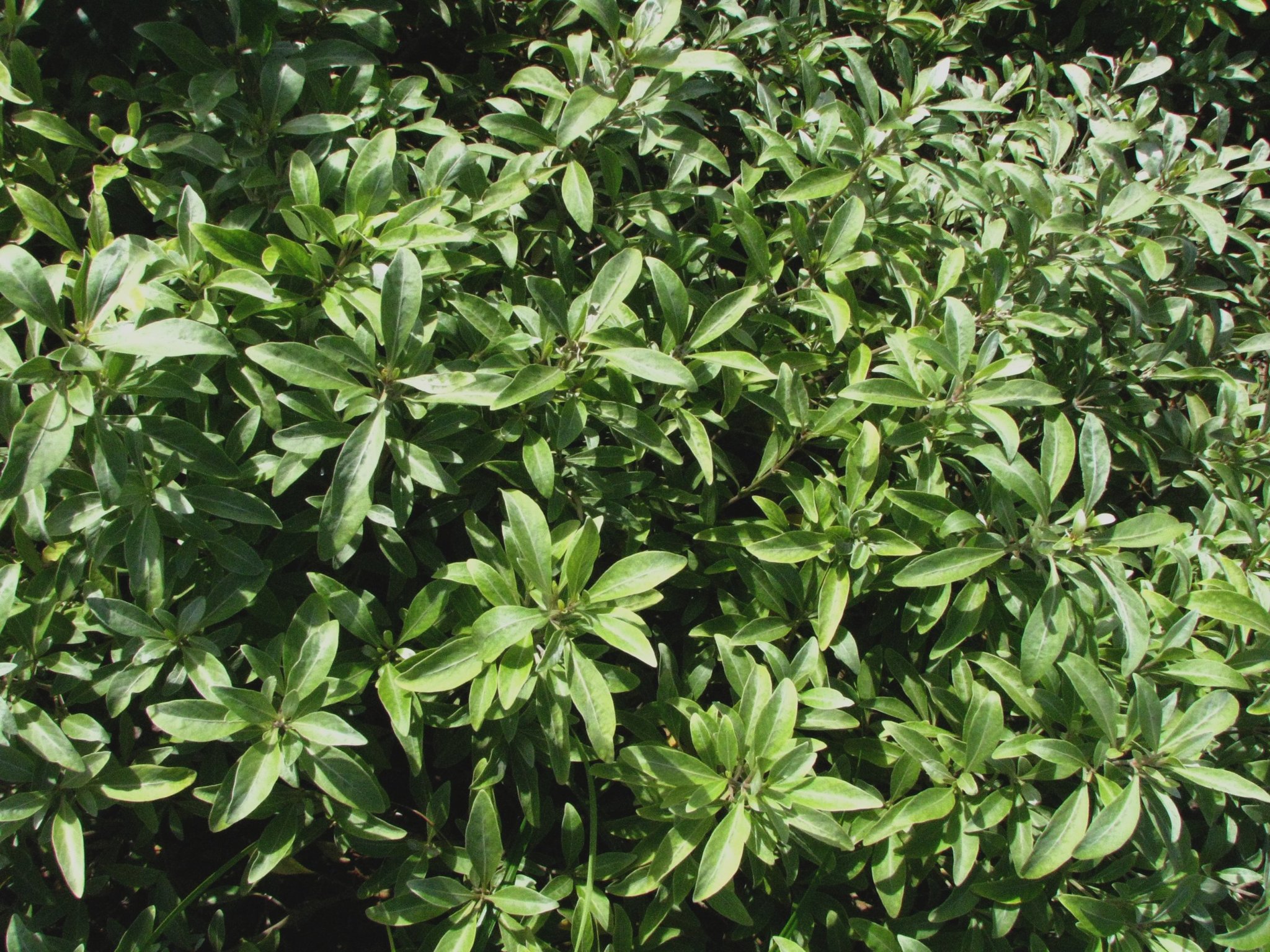 Nototrichium divaricatum