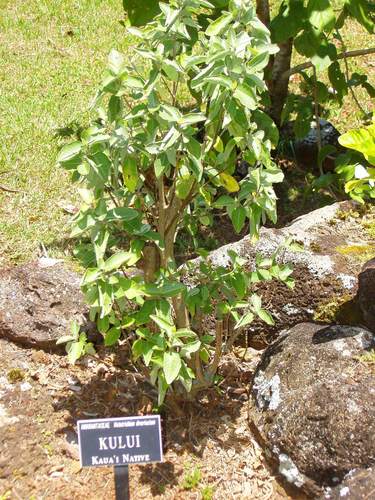 Nototrichium divaricatum
