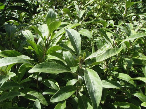 Nototrichium divaricatum