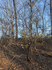 Lindera benzoin