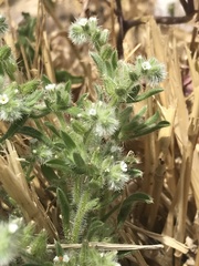 Cryptantha