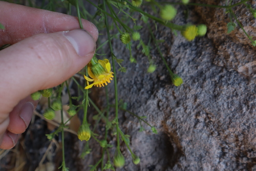 Image of Laphamia gilensis by no rights reserved