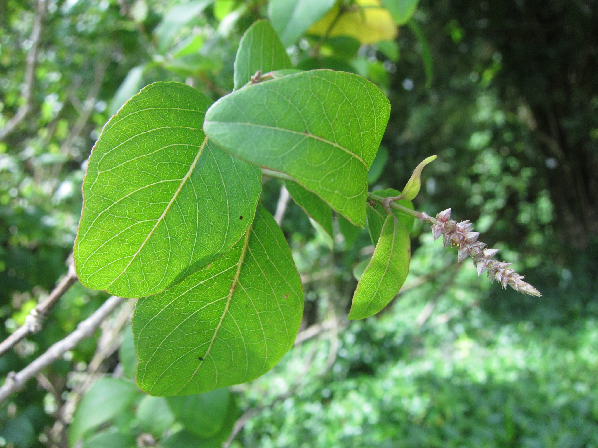 Nototrichium humile