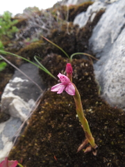 Disa vaginata