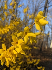 Forsythia × intermedia